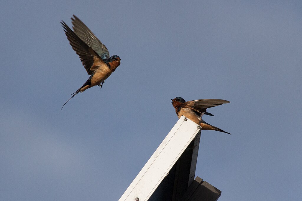 Fazendas solares de grande escala contribuem para a diversidade de aves