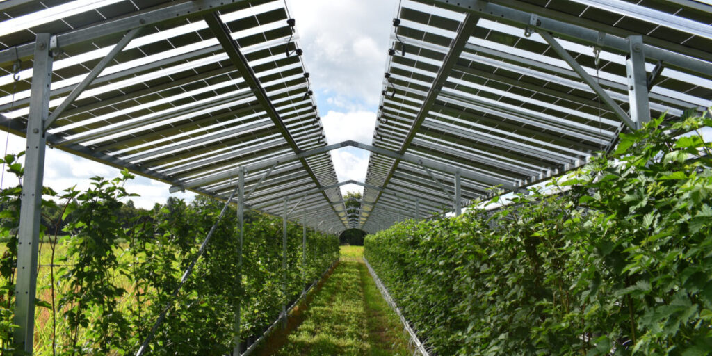 Solar de pequena escala - agrovoltaico